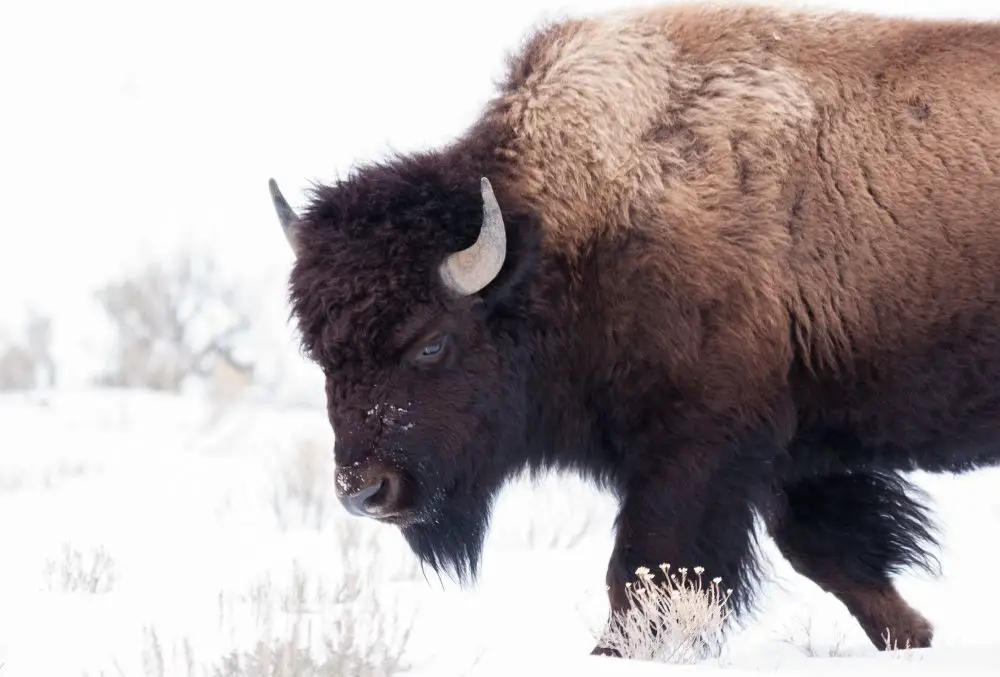 Bison: Spiritual Meaning, Dream Meaning, Symbolism & More