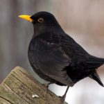 Black Bird: Spiritual Meaning, Dream Meaning, Symbolism & More