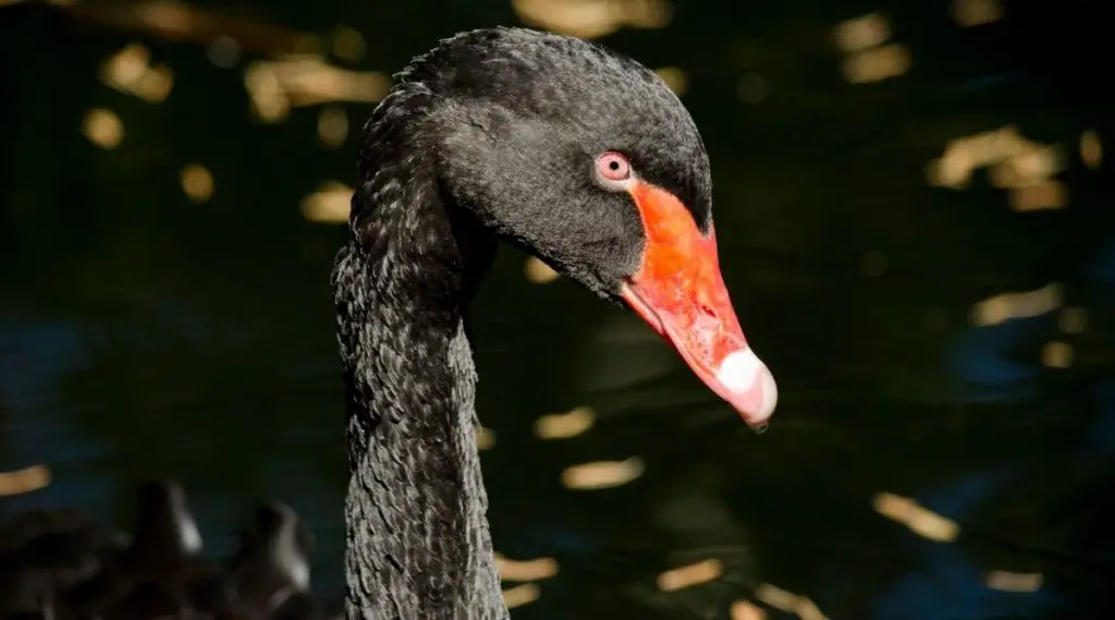 Black Swan Spiritual Meaning