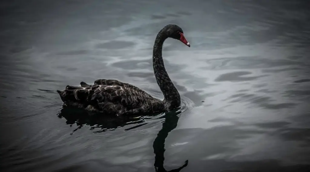 Black Swan Spiritual Meaning, Dream Meaning, Symbolism & More