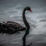 Black Swan: Spiritual Meaning, Dream Meaning, Symbolism & More