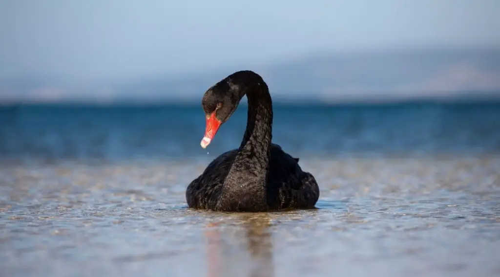 Black Swan Power Animal