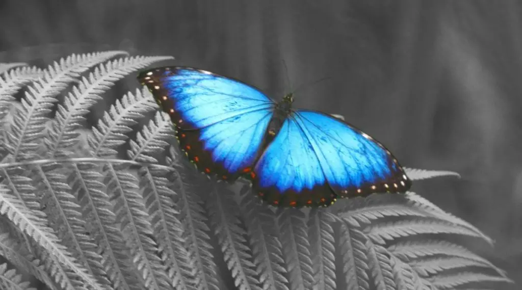 Blue Butterfly In Astrology & Zodiac Signs