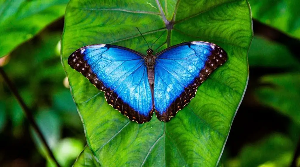 Blue Butterfly Power Animal