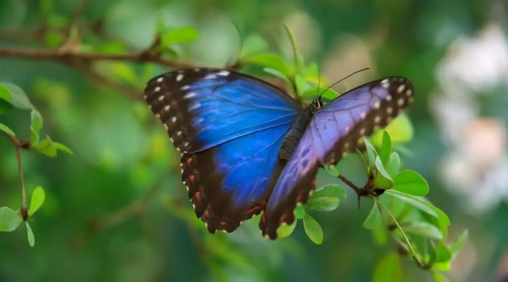 Blue Butterfly Spiritual Meaning, Dream Meaning, Symbolism & More