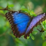 Blue Butterfly: Spiritual Meaning, Dream Meaning, Symbolism & More