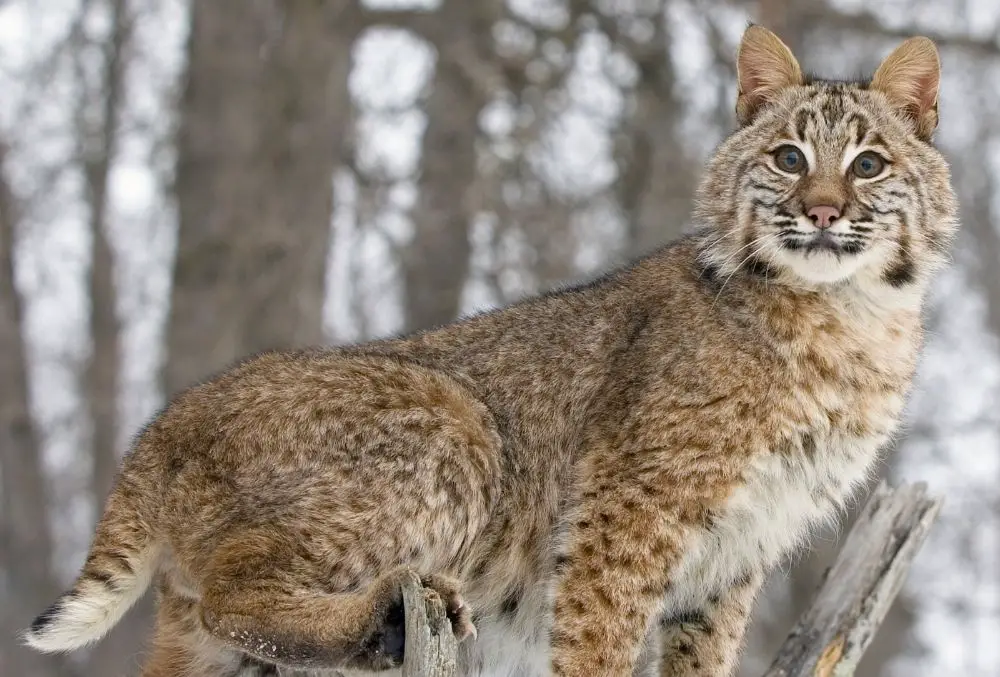 Bobcat: Spiritual Meaning, Dream Meaning, Symbolism & More