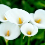 Calla Lily Flower Meaning, Spiritual Symbolism, Color Meaning & More