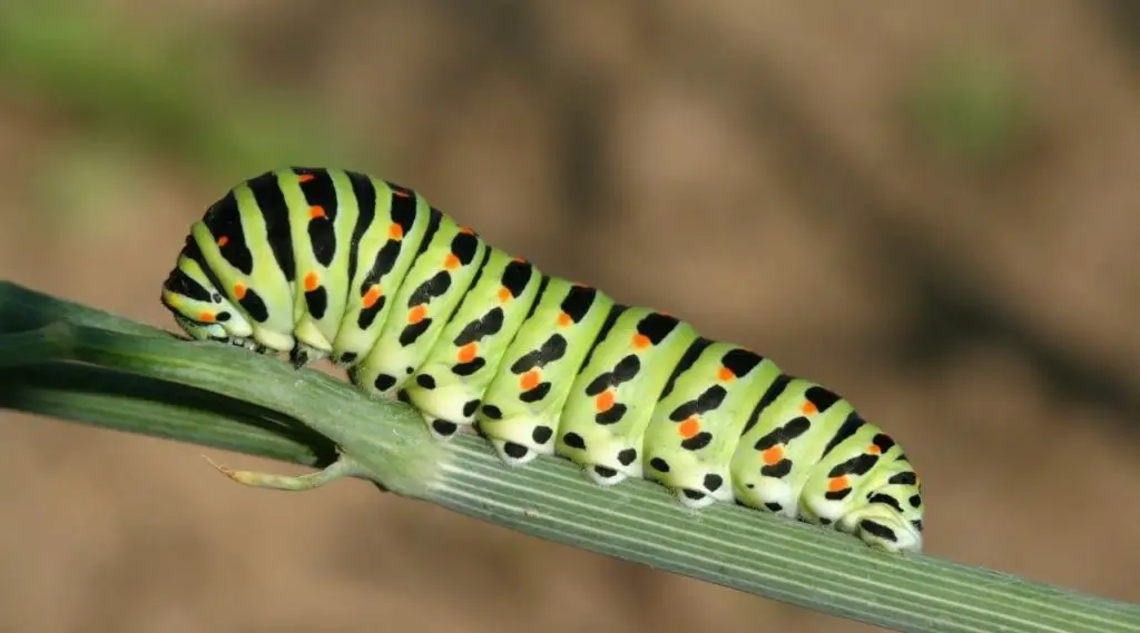 Caterpillar Spiritual Meaning, Dream Meaning, Symbolism & More