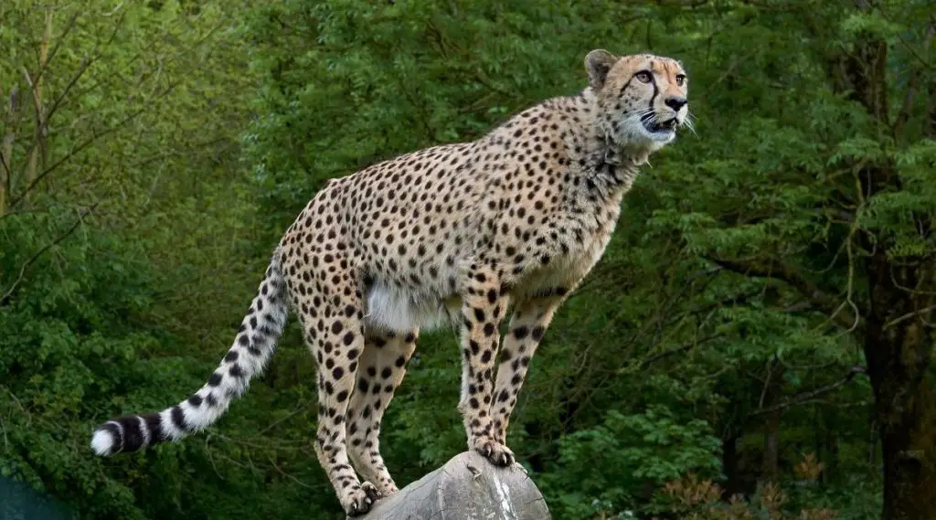 Cheetah Spiritual Meaning, Dream Meaning, Symbolism & More