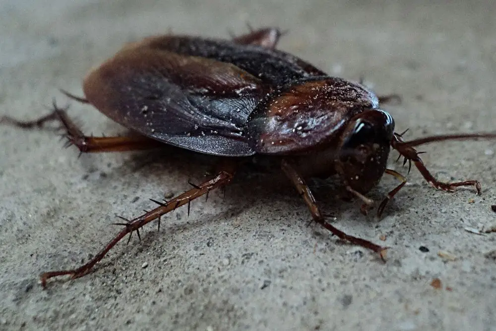 Cockroach Power Animal