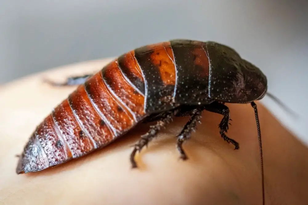 Cockroach Spiritual Meaning, Dream Meaning, Symbolism & More