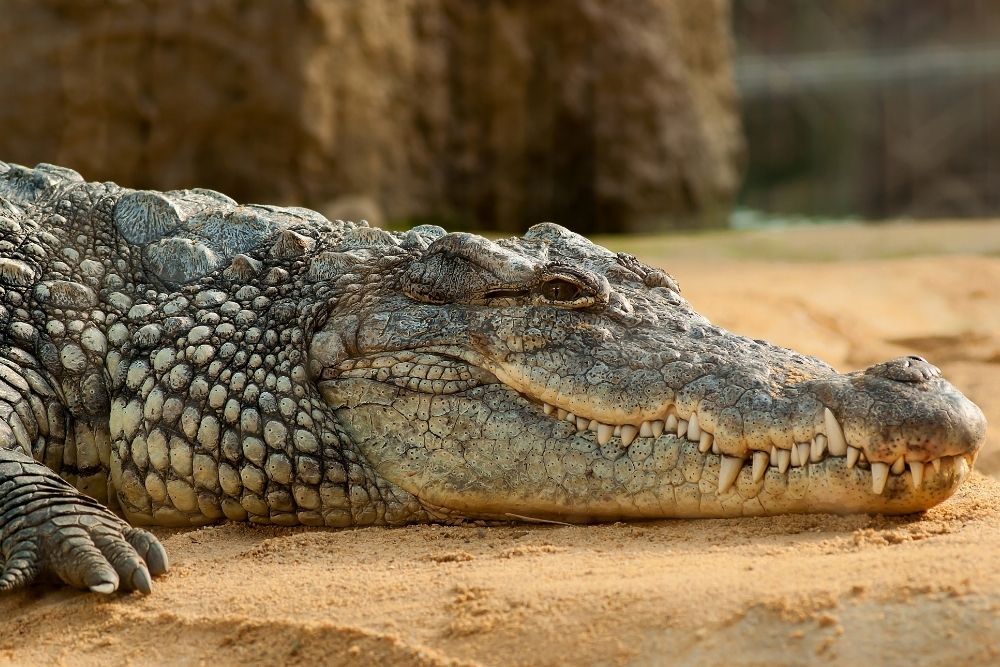 Crocodile: Spiritual Meaning, Dream Meaning, Symbolism & More -