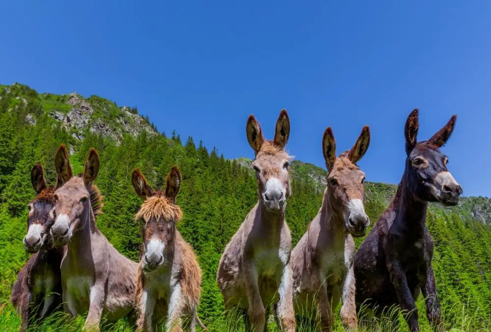 Donkey: Spiritual Meaning, Dream Meaning, Symbolism & More