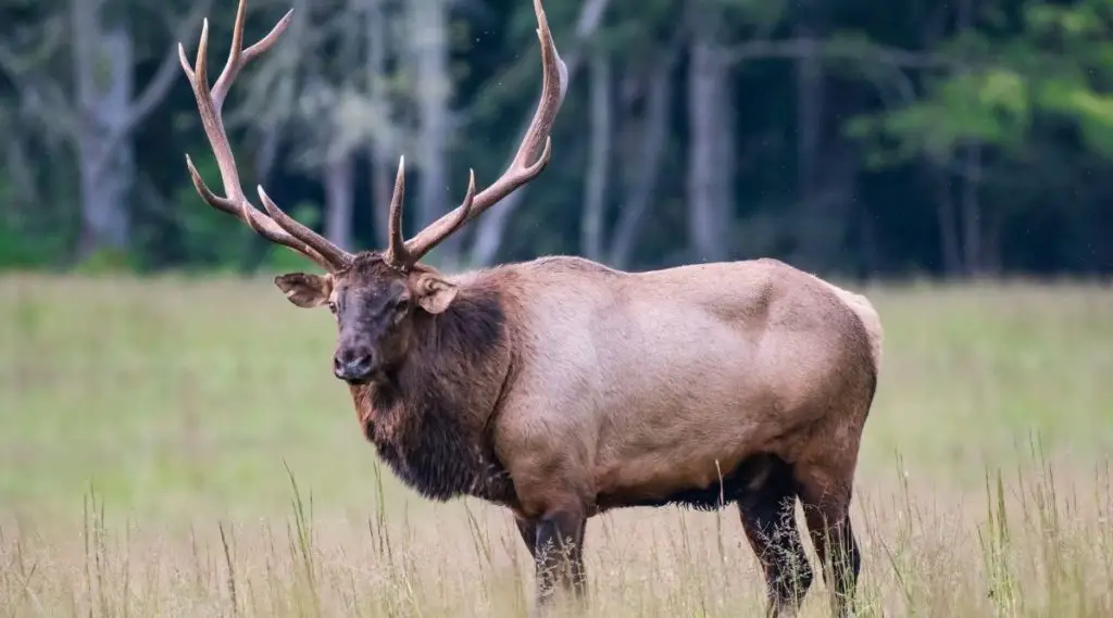 Dream Meaning Of Elk
