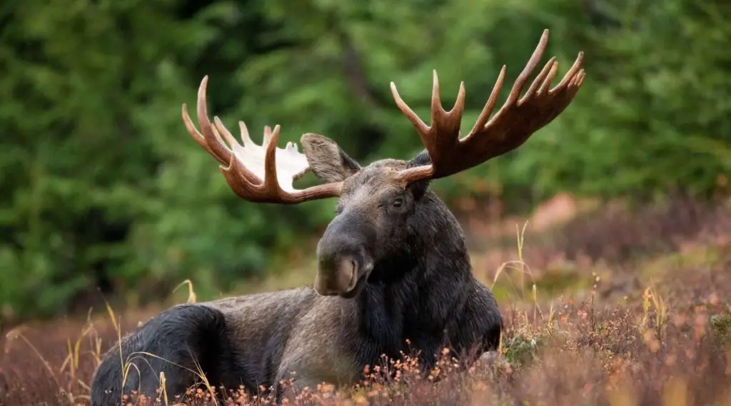 Elk Spiritual Meaning, Dream Meaning, Symbolism And More
