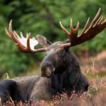 Elk: Spiritual Meaning, Dream Meaning, Symbolism And More