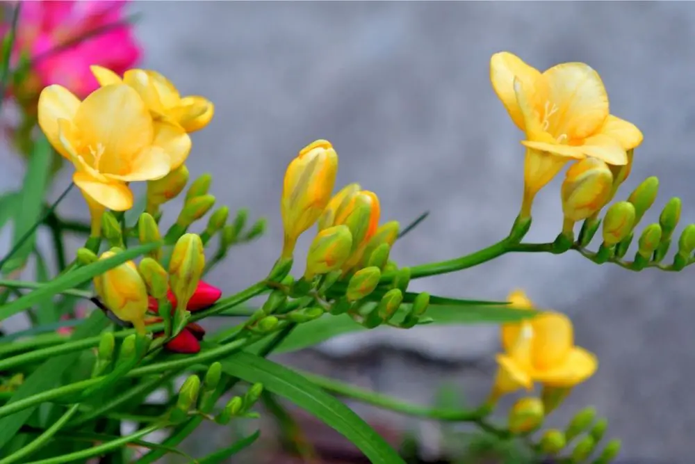 Freesia Flower Meaning 