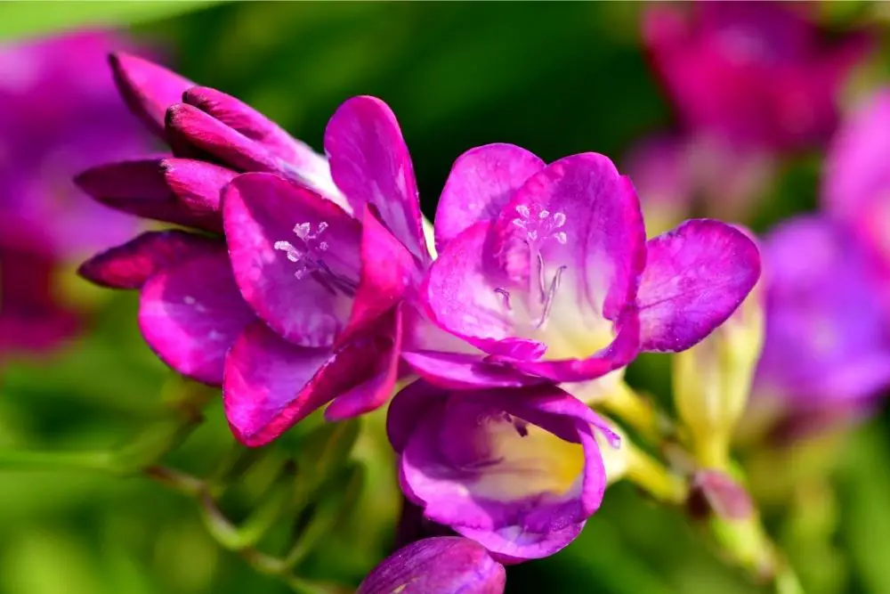Freesia Flower Meaning