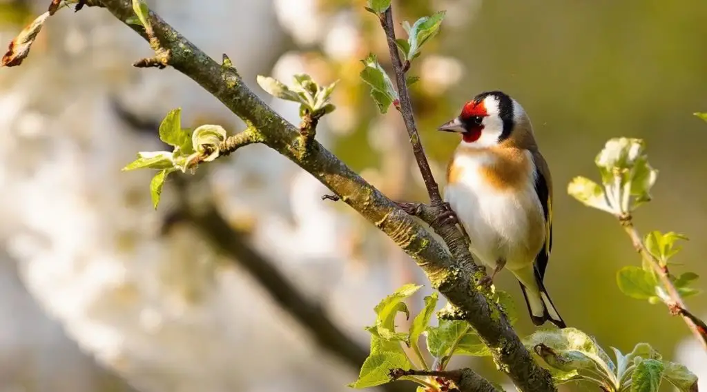 Goldfinch Power Animal