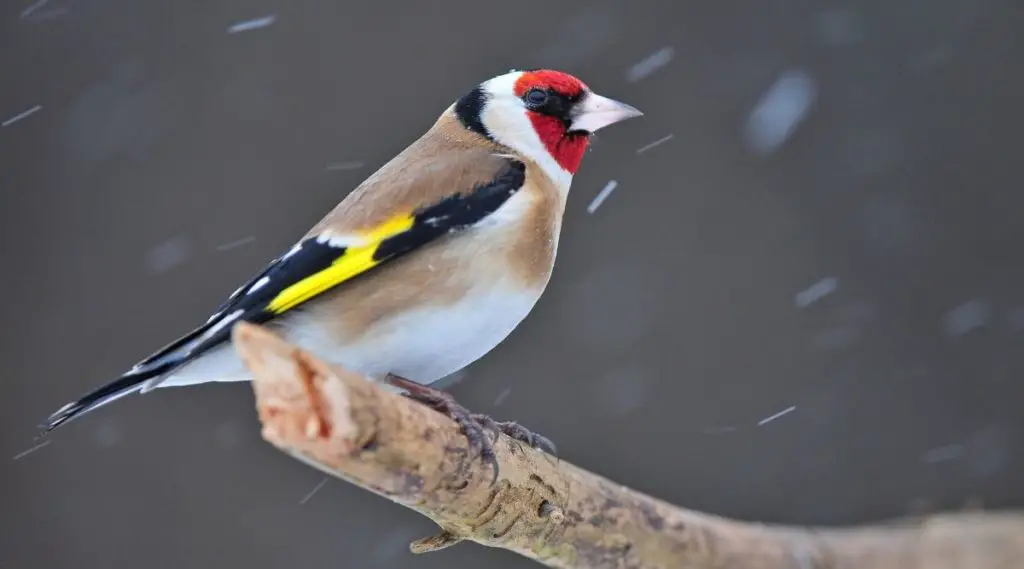Goldfinch Spiritual Meaning, Dream Meaning, Symbolism, & More