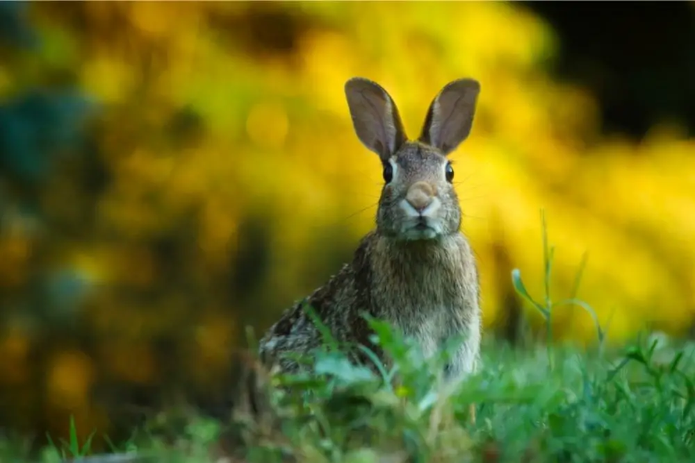 Hare Power Animal