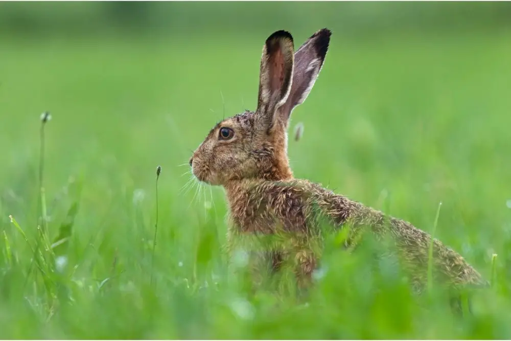 Hare Spiritual Meaning