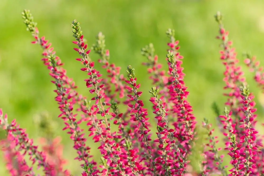 Heather Flower Meaning