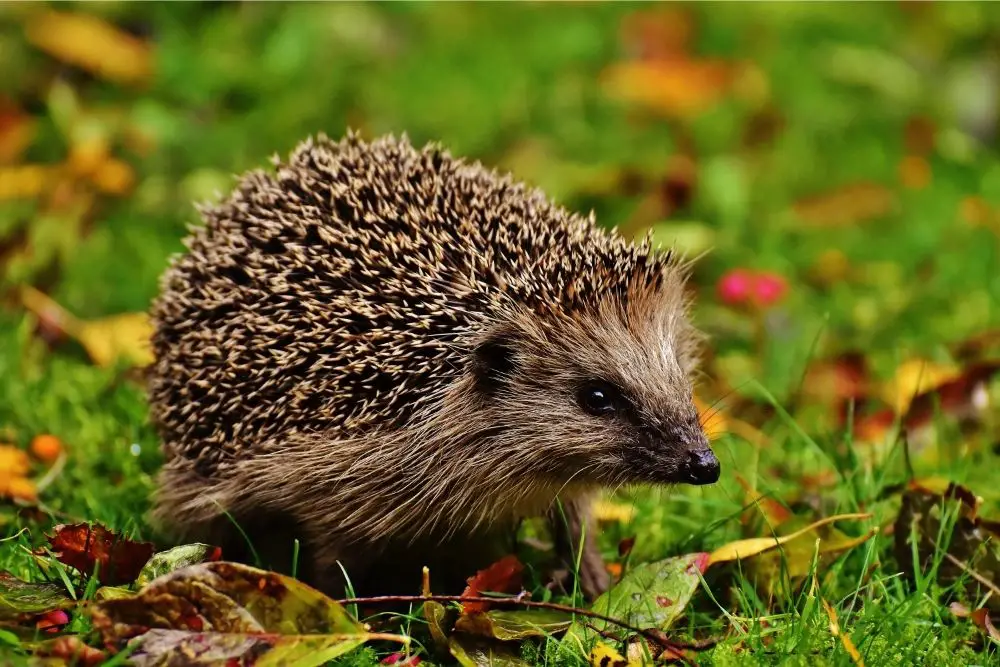 Hedgehog Spiritual Meaning, Dream Meaning, Symbolism & More