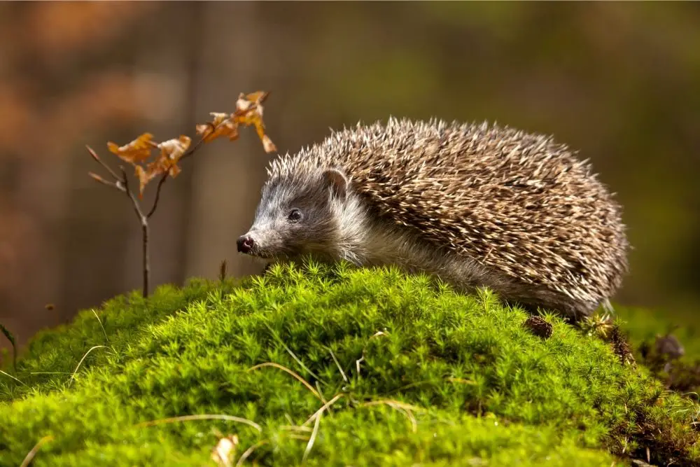 Hedgehog - Spiritual Meaning