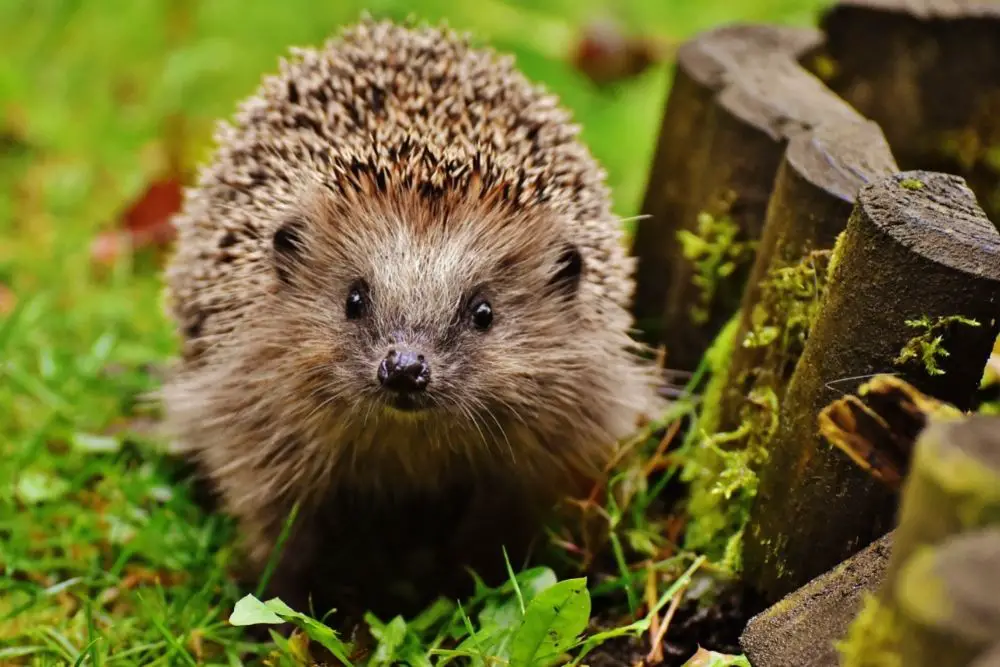 Hedgehog - Totem Animal