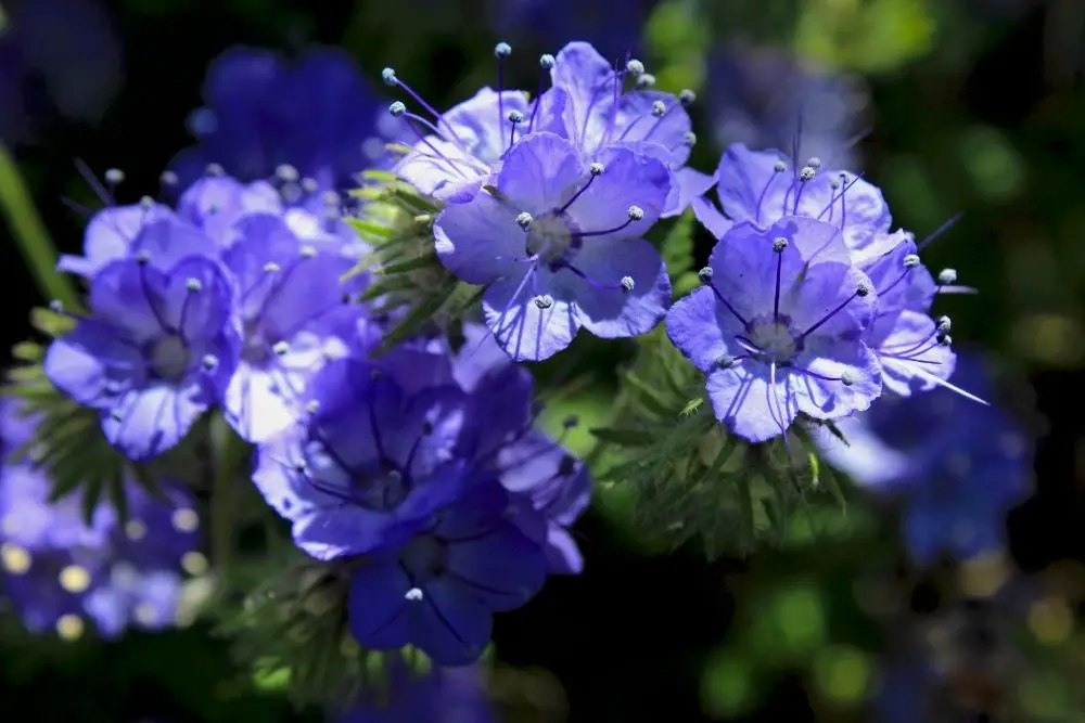 Heliotrope Flower Meaning