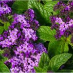 Heliotrope Flower Meaning, Spiritual Symbolism, Color Meaning & More