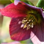 Hellebore Flower Meaning, Spiritual Symbolism, Color Meaning & More