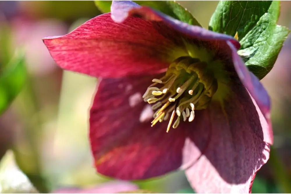 Hellebore Flower Meaning