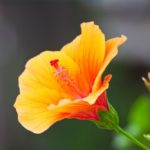 Hibiscus Flower Meaning, Spiritual Symbolism, Color Meaning & More