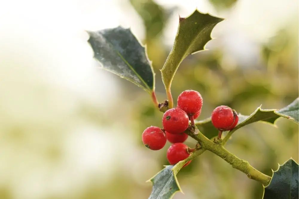Holly Flower Meaning