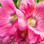 Hollyhock Flower Meaning, Spiritual Symbolism, Color Meaning & More