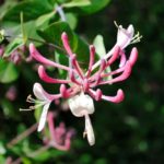 Honeysuckle Flower Meaning, Spiritual Symbolism, Color Meaning & More