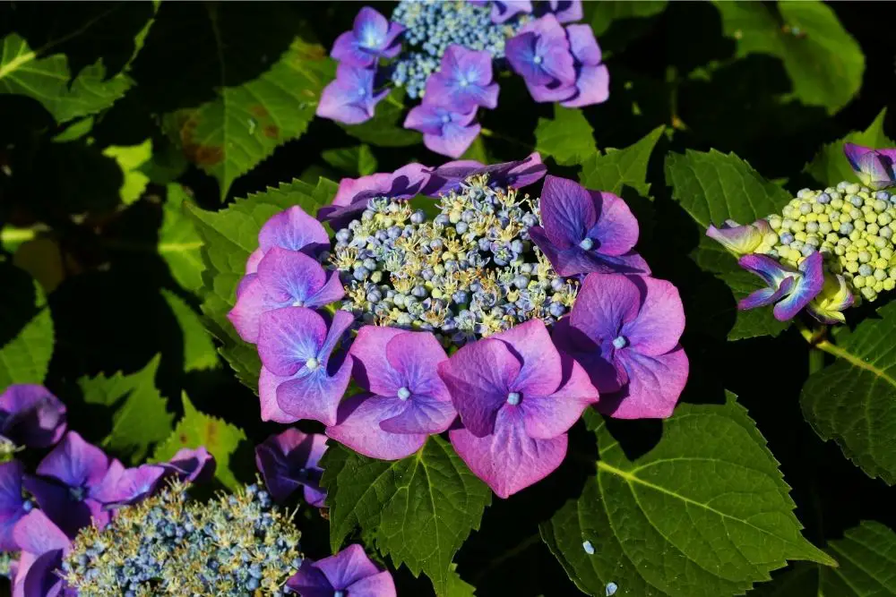 Hydrangea Flower Meaning