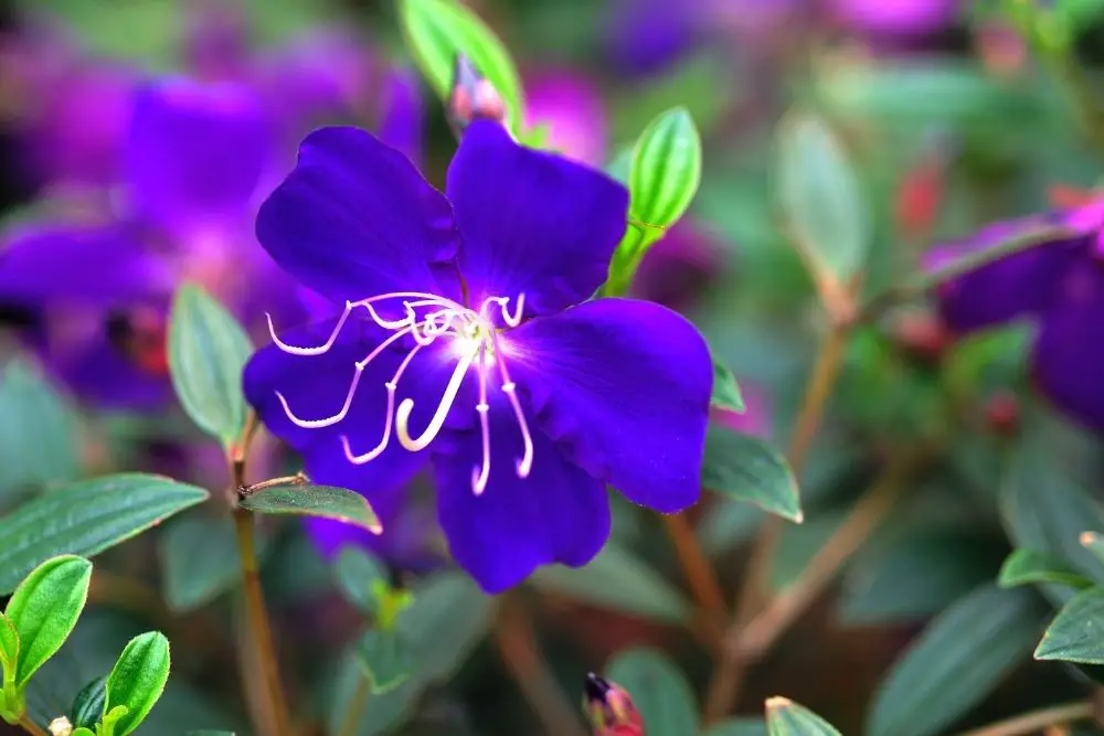 Jasmine Flower Meaning