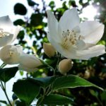 Jasmine Flower Meaning, Spiritual Symbolism, Color Meaning & More