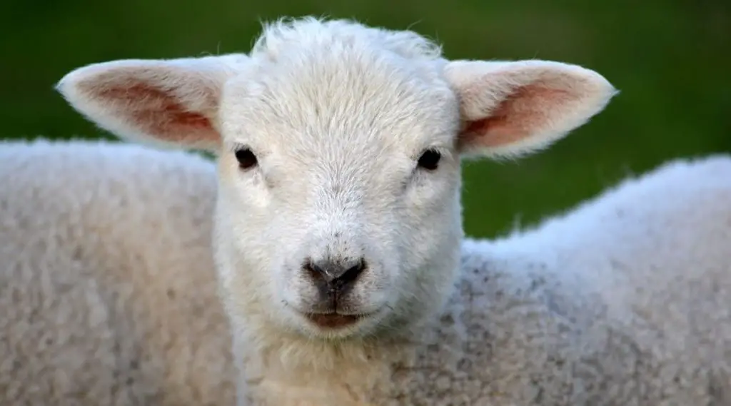 Lamb Power Animal