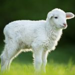 Lamb: Spiritual Meaning, Dream Meaning, Symbolism and More