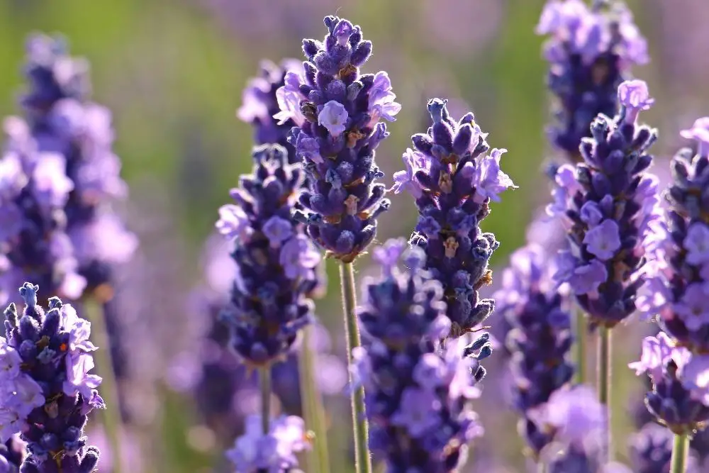 Lavender Flower Meaning 