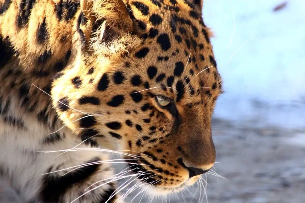 Leopard - Power Animal