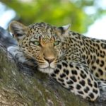 Leopard: Spiritual Meaning, Dream Meaning, Symbolism & More