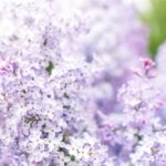 Lilac Flower Meaning, Spiritual Symbolism, Color Meaning & More