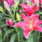 Lily Flower Meaning, Spiritual Symbolism, Color Meaning & More