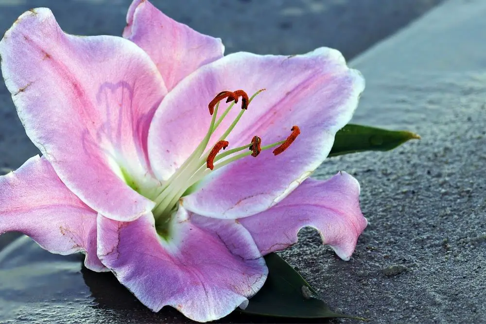 Lily Flower Meaning